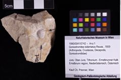 Foto (Objket + Etiketten) von Goniodromites bidentatus (Reuss, 1859) 